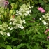 Hydrangea panicled white lady: opis, sadnja i njega, recenzije